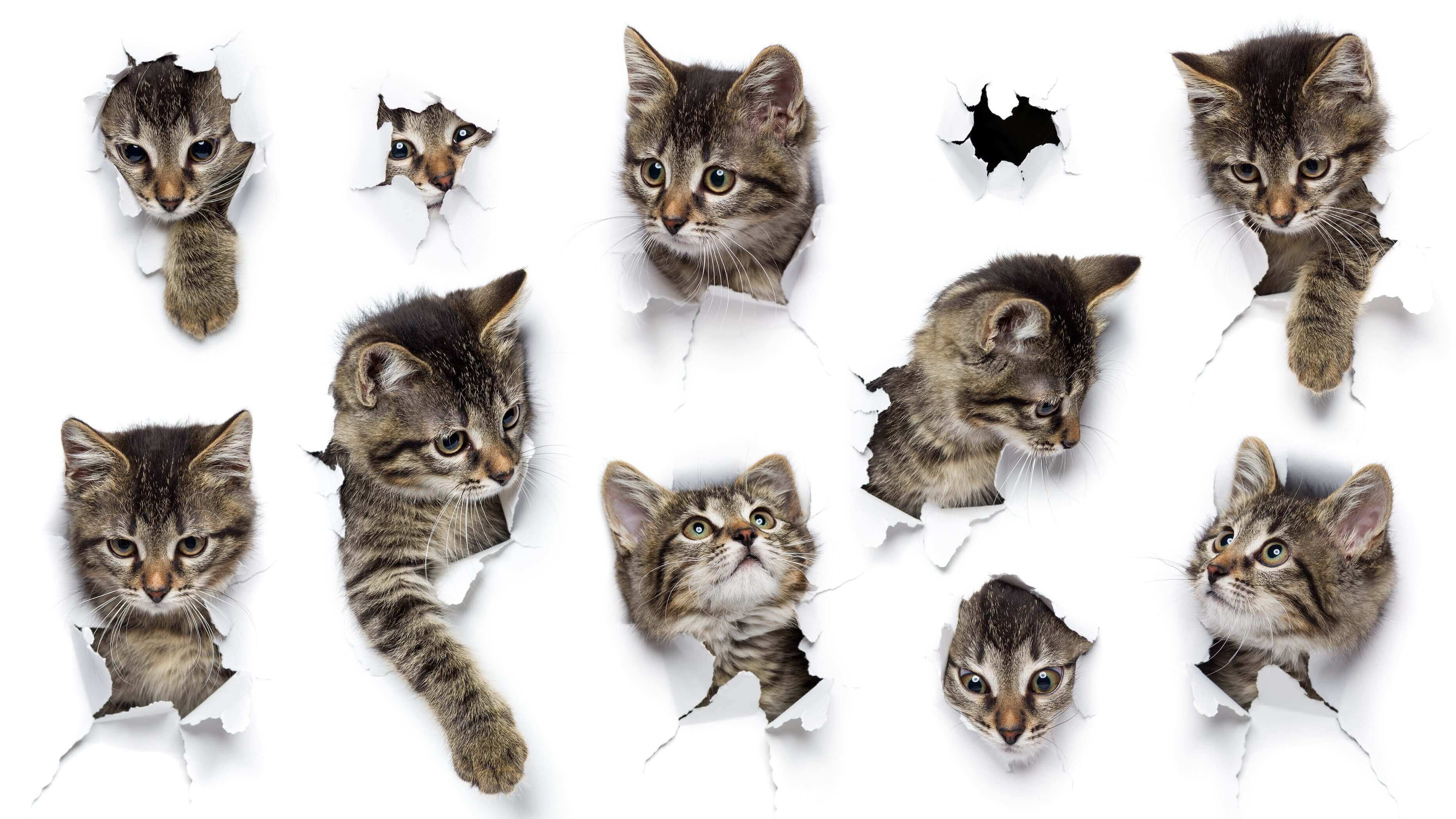 muchos gatos saliendo de la pared