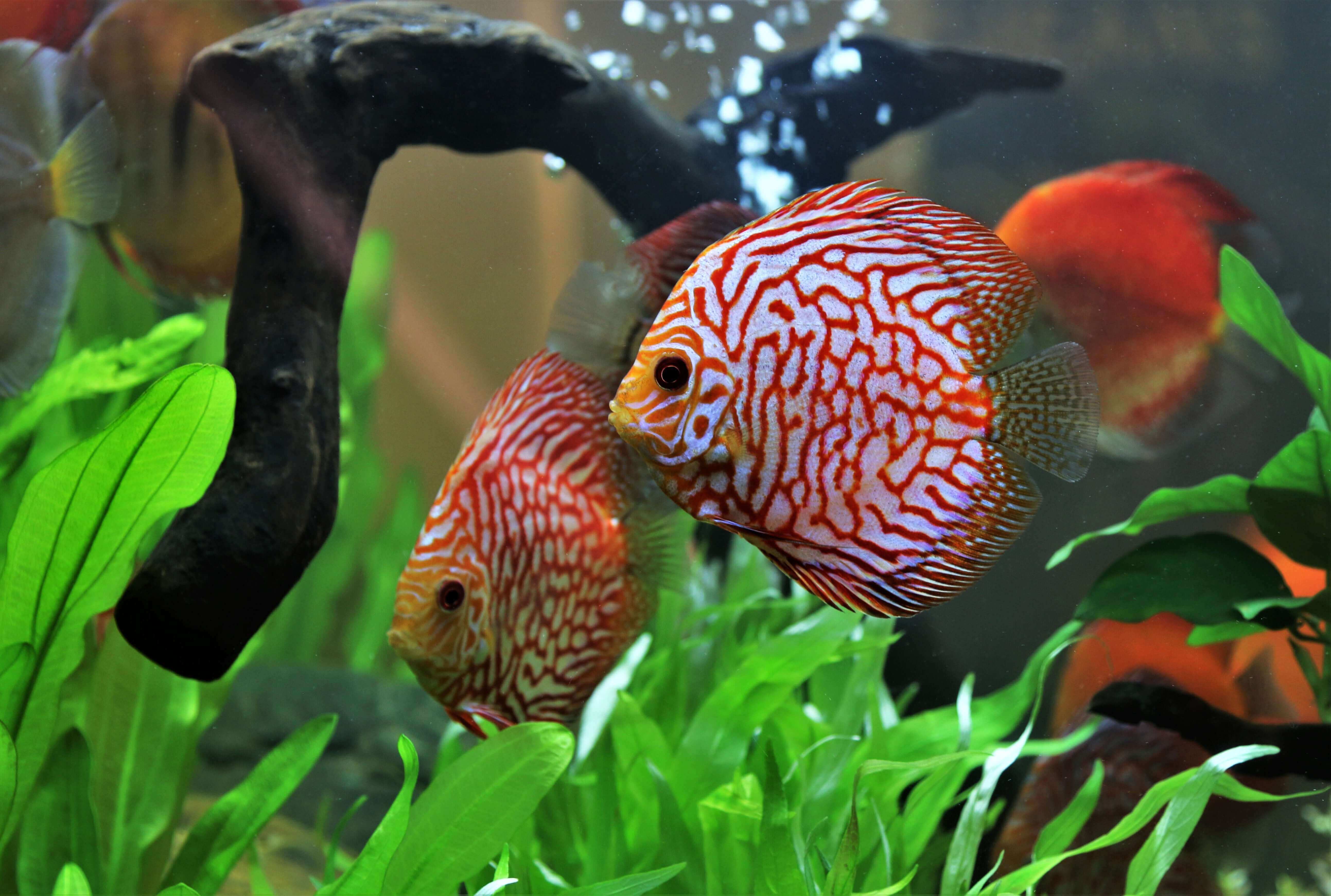 acuario con peces discos