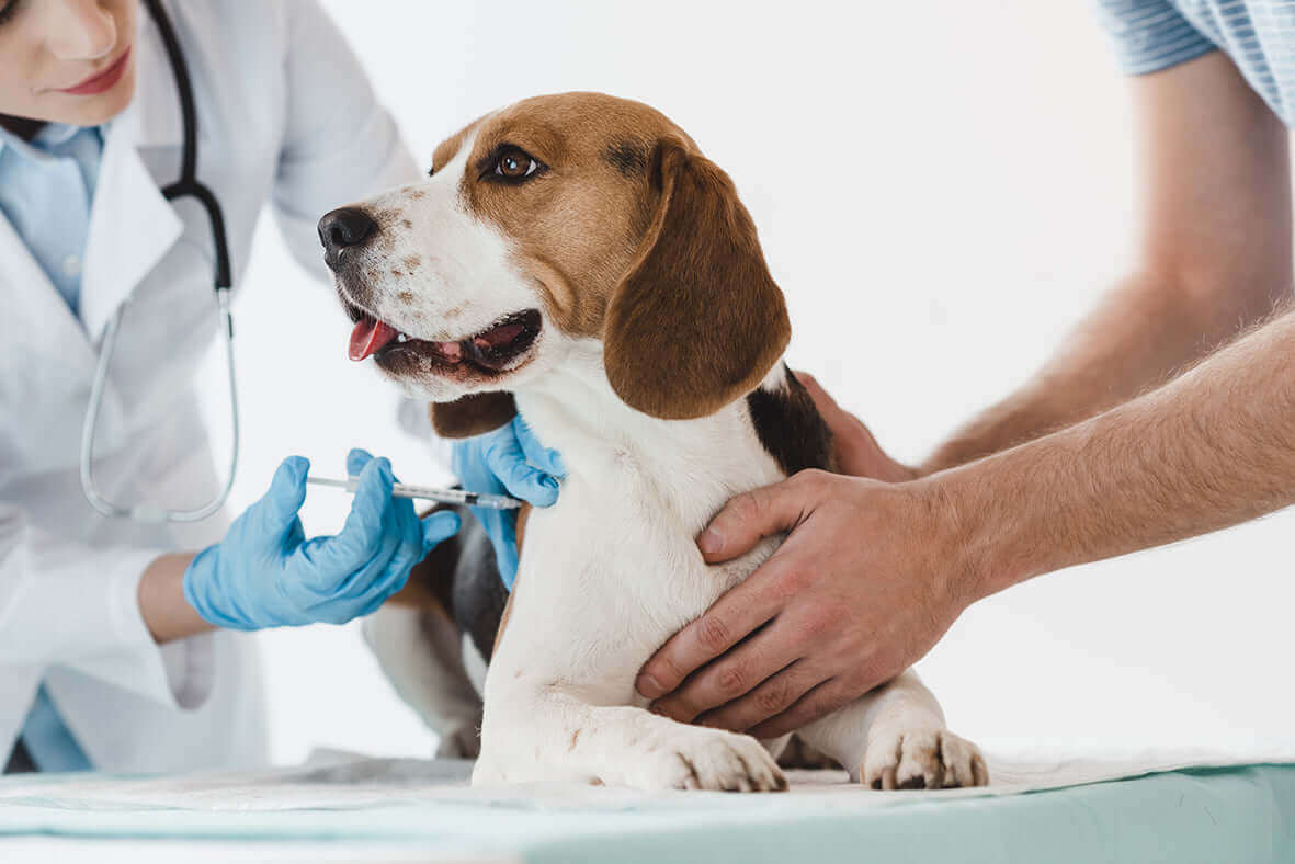 perro vacunándose contra el parvovirus canino