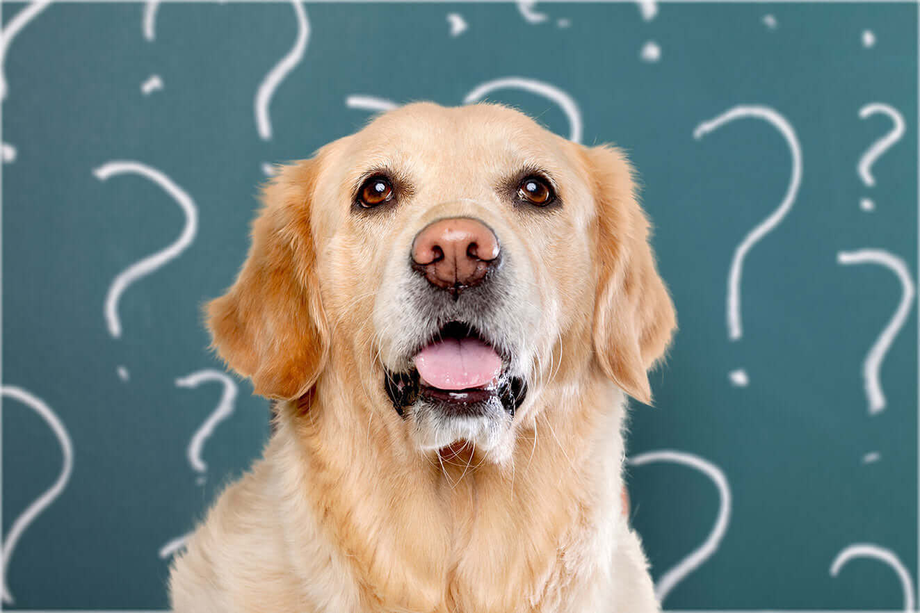 perro curioso con signos de interrogación