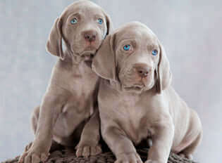 llegada de dos cachorros de perro