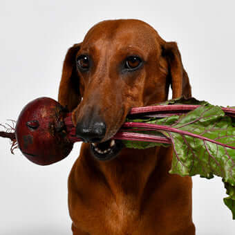 Todo sobre la dieta BARF para perros