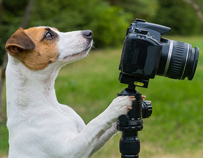 perro haciendo una foto con una cámara fotográfica