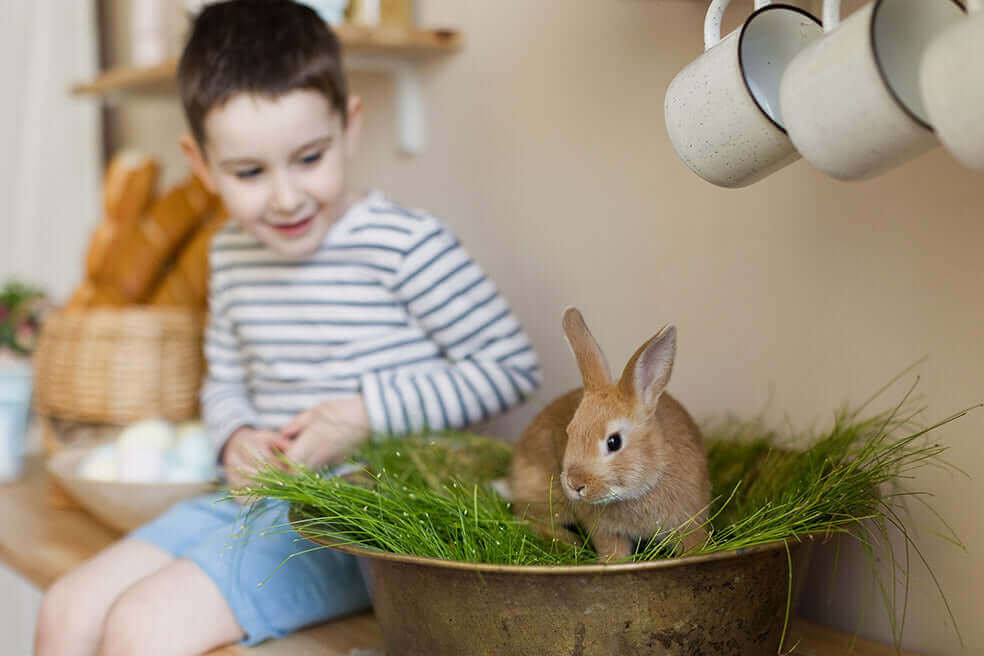 conejo doméstico en casa con un niño