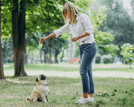 10 Consejos para entrenar a tu cachorro eficazmente