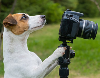 Fotos de perros