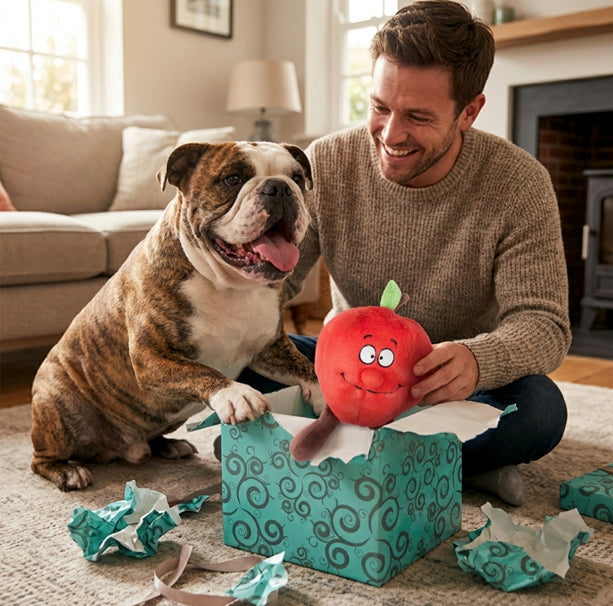 Hombre y perro bulldog juegan con peluche para perros modelo manzana dentro de una caja de regalo.